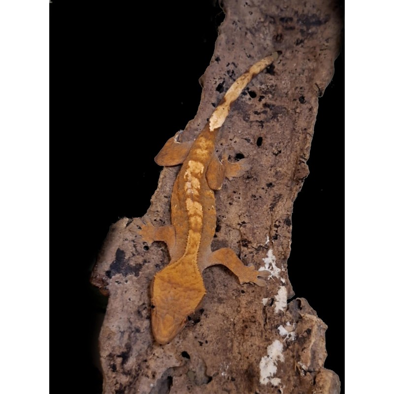 Gekon orzęsiony (Rhacodactylus ciliatus) ex Correlophus ciliatus - Harlequin - samiec nr.10 | Jaszczurki | Vantis Terra Gekon orzęsiony (Rhacodactylus ciliatus) ex Correlophus ciliatus - Harlequin - samiec nr.10 | Jaszczurki | Vantis Terra