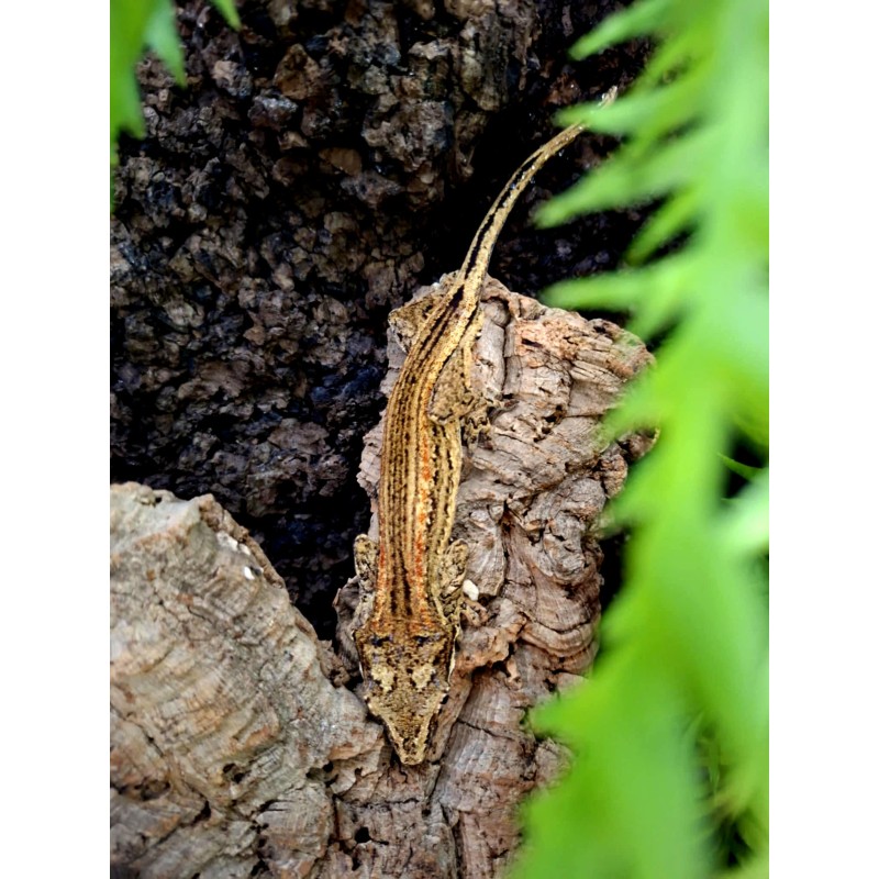 Gekon gargulcowy (Rhacodactylus auriculatus) - Stripe - samiec | Jaszczurki | Vantis Terra Gekon gargulcowy (Rhacodactylus auriculatus) - Stripe - samiec | Jaszczurki | Vantis Terra
