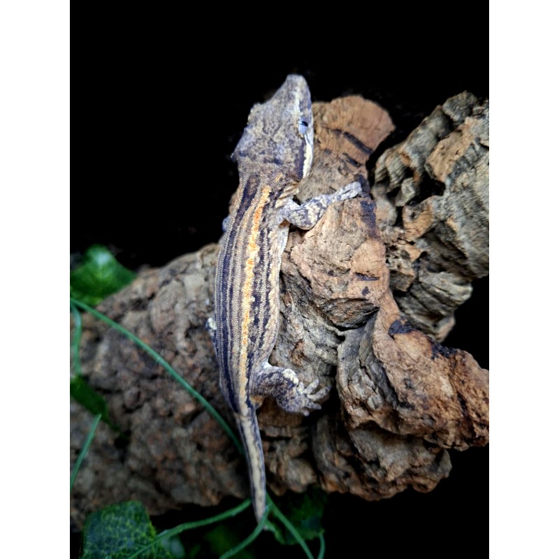 Gekon gargulcowy (Rhacodactylus auriculatus) - Stripe - samiec nr.6 | Jaszczurki | Vantis Terra Gekon gargulcowy (Rhacodactylus auriculatus) - Stripe - samiec nr.6 | Jaszczurki | Vantis Terra
