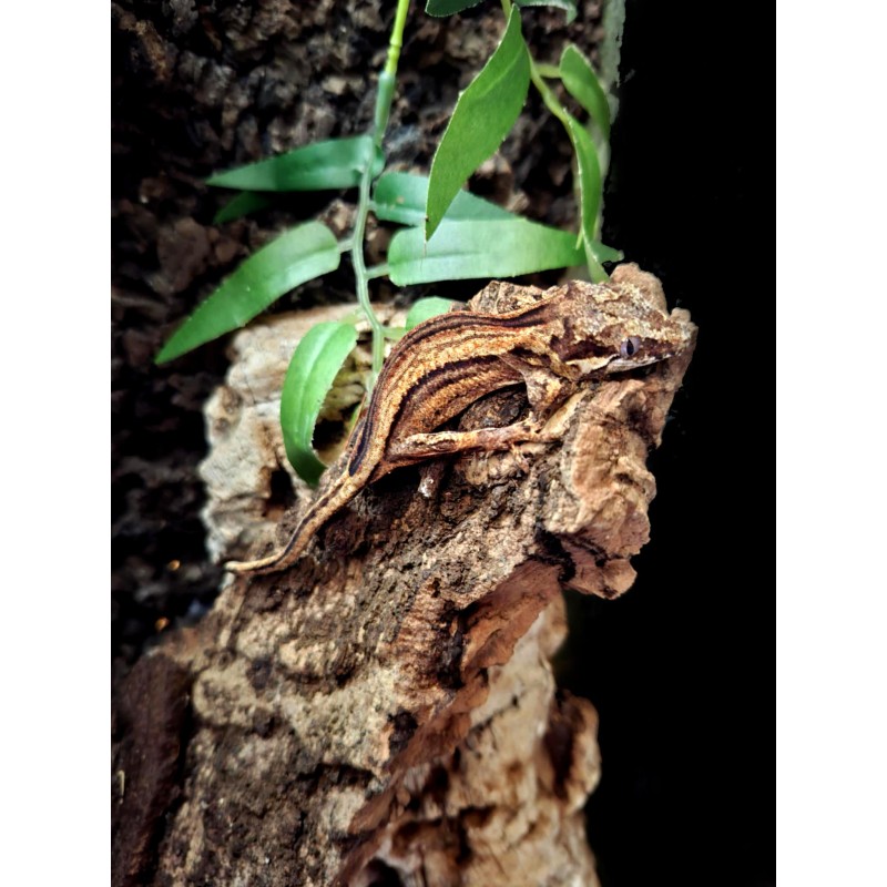 Gekon gargulcowy (Rhacodactylus auriculatus) - Stripe - NS | Jaszczurki | Vantis Terra Gekon gargulcowy (Rhacodactylus auriculatus) - Stripe - NS | Jaszczurki | Vantis Terra