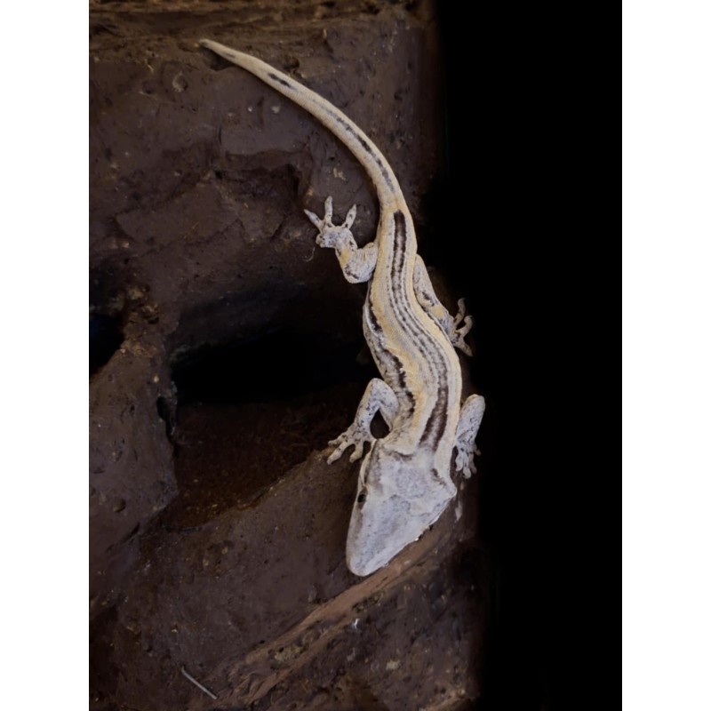 Gekon gargulcowy (Rhacodactylus auriculatus) - White stripe - samica (?) | Jaszczurki | Vantis Terra Gekon gargulcowy (Rhacodactylus auriculatus) - White stripe - samica (?) | Jaszczurki | Vantis Terra