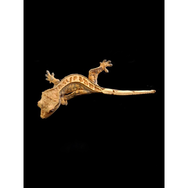 Gekon orzęsiony (Rhacodactylus ciliatus) ex Correlophus ciliatus - Pinstipe - samiec nr.7 | Jaszczurki | Vantis Terra Gekon orzęsiony (Rhacodactylus ciliatus) ex Correlophus ciliatus - Pinstipe - samiec nr.7 | Jaszczurki | Vantis Terra