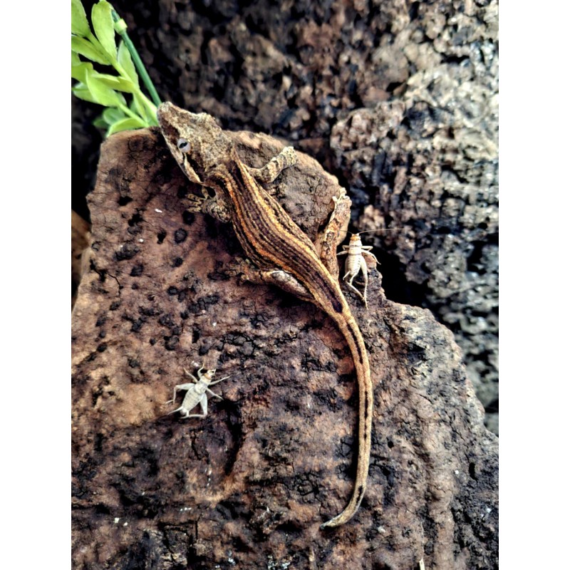 Gekon gargulcowy (Rhacodactylus auriculatus) - Stripe - samica (?) | Jaszczurki | Vantis Terra Gekon gargulcowy (Rhacodactylus auriculatus) - Stripe - samica (?) | Jaszczurki | Vantis Terra