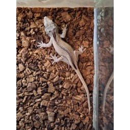 Gekon gargulcowy (Rhacodactylus auriculatus) - White Stripe - NS | Jaszczurki | Vantis Terra