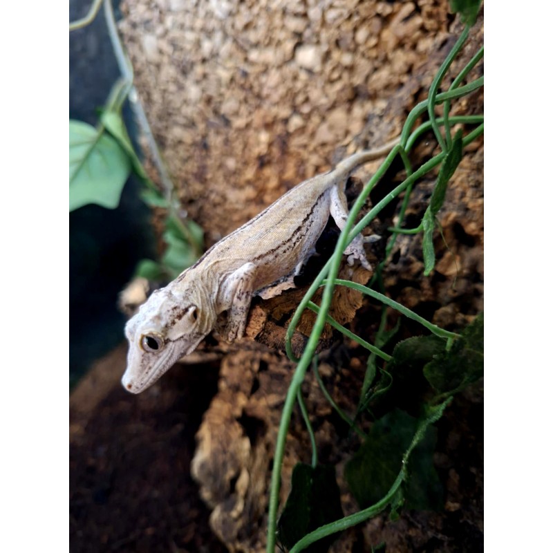 Gekon gargulcowy (Rhacodactylus auriculatus) - White Stripe - NS | Jaszczurki | Vantis Terra Gekon gargulcowy (Rhacodactylus auriculatus) - White Stripe - NS | Jaszczurki | Vantis Terra