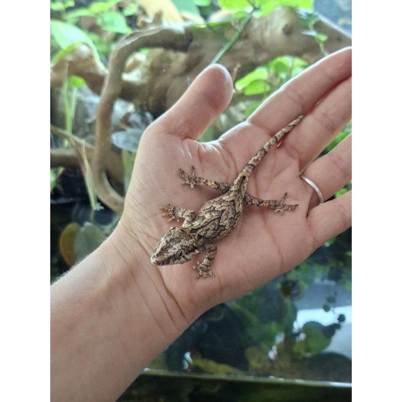Gekon gargulcowy (Rhacodactylus auriculatus) - Reticulated - NS nr.2 | Jaszczurki | Vantis Terra Gekon gargulcowy (Rhacodactylus auriculatus) - Reticulated - NS nr.2 | Jaszczurki | Vantis Terra