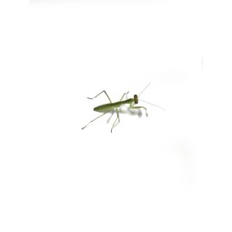 Modliszka Rhombodera latipronotum L2 | Modliszki | Vantis Terra
