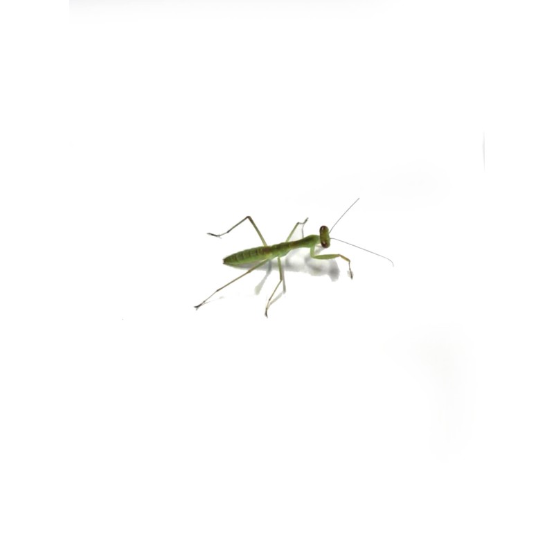 Modliszka Rhombodera latipronotum L2 | Modliszki | Vantis Terra Modliszka Rhombodera latipronotum L2 | Modliszki | Vantis Terra