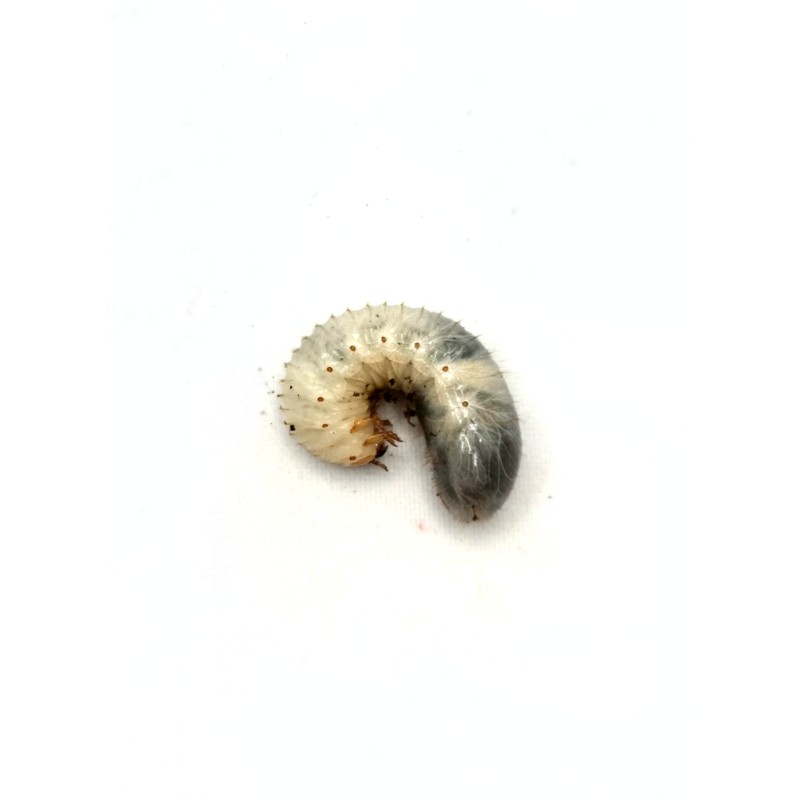 Larwa chrząszcza Chalcosoma chiron kirbyi | Chrząszcze | Vantis Terra Larwa chrząszcza Chalcosoma chiron kirbyi | Chrząszcze | Vantis Terra