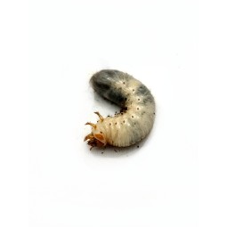 Larwa chrząszcza Chalcosoma chiron kirbyi | Chrząszcze | Vantis Terra