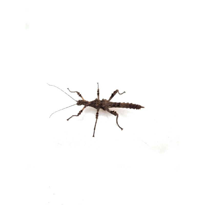 Straszyk Trachyaretaon sp. North Luzon | Pozostałe | Vantis Terra Straszyk Trachyaretaon sp. North Luzon | Pozostałe | Vantis Terra