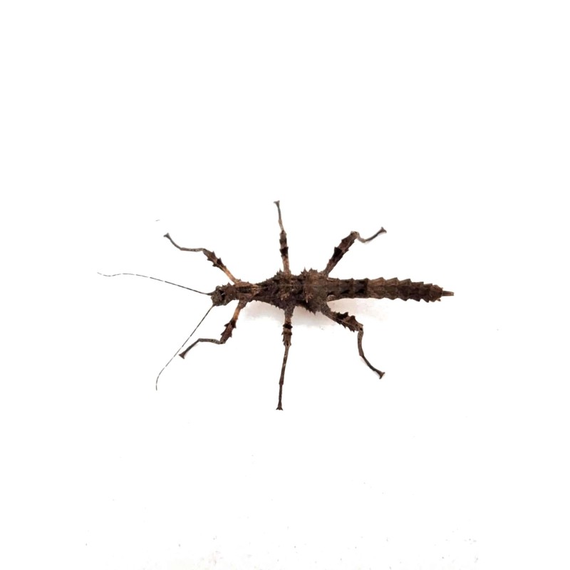 Straszyk Trachyaretaon sp. North Luzon | Pozostałe | Vantis Terra Straszyk Trachyaretaon sp. North Luzon | Pozostałe | Vantis Terra