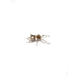 Modliszka Blepharopsis mendica