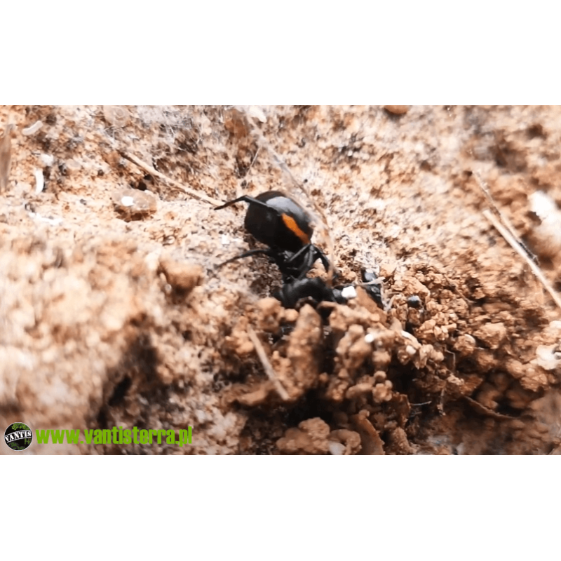 Zyzuś wielki (Steatoda paykulliana) L3 | Pająki Właściwe | Vantis Terra Zyzuś wielki (Steatoda paykulliana) L3 | Pająki Właściwe | Vantis Terra