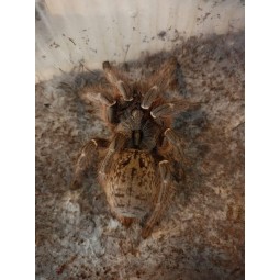 Ceratogyrus darlingi L4 | Pajęczaki | Vantis Terra