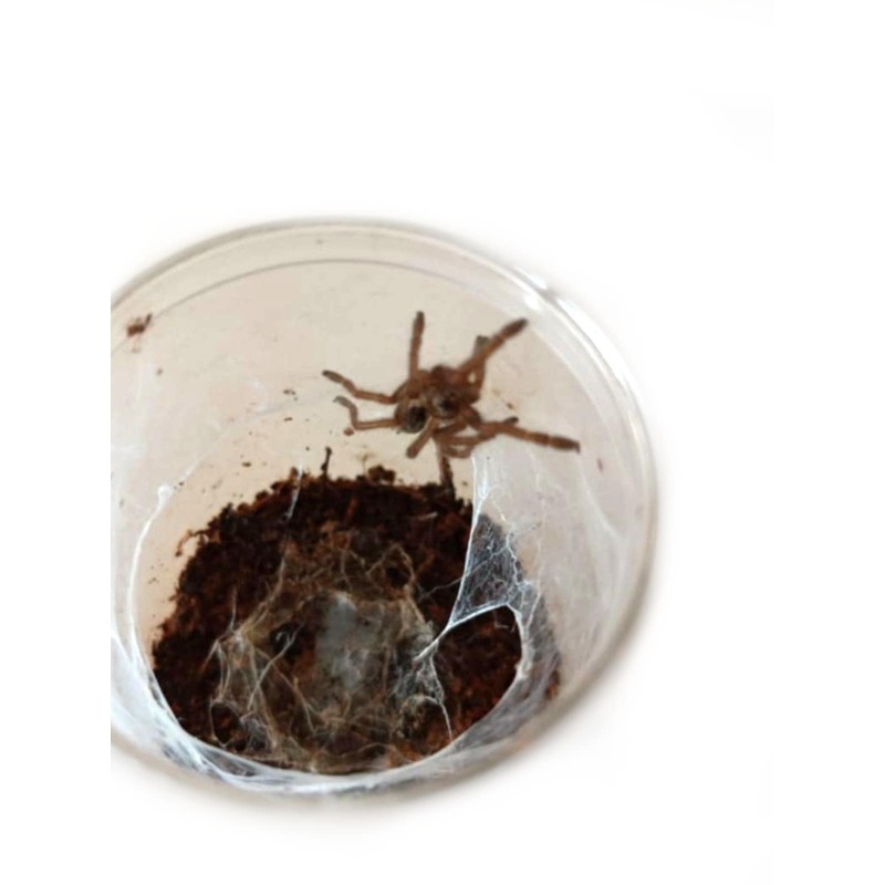 Ceratogyrus sanderi L2 | Pajęczaki | Vantis Terra Ceratogyrus sanderi L2 | Pajęczaki | Vantis Terra