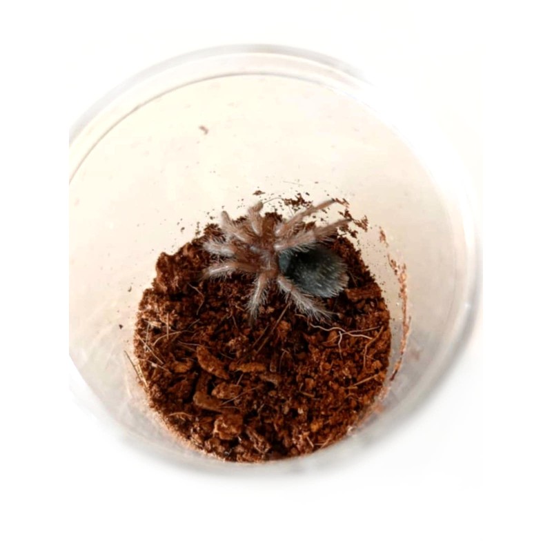 Grammostola pulchra L2 | Ptaszniki | Vantis Terra