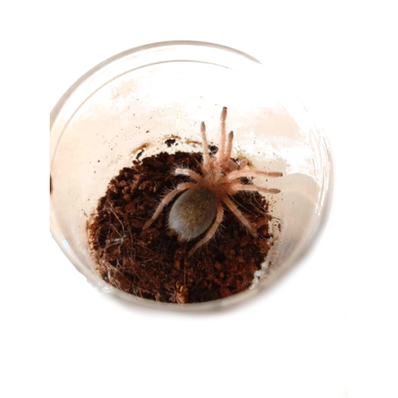 Grammostola rosea L3 | Ptaszniki | Vantis Terra Grammostola rosea L3 | Ptaszniki | Vantis Terra