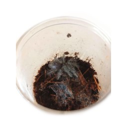 Phormictopus auratus L2