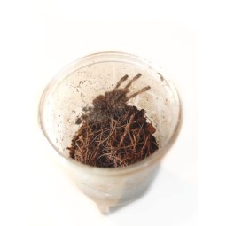 Poecilotheria striata L2