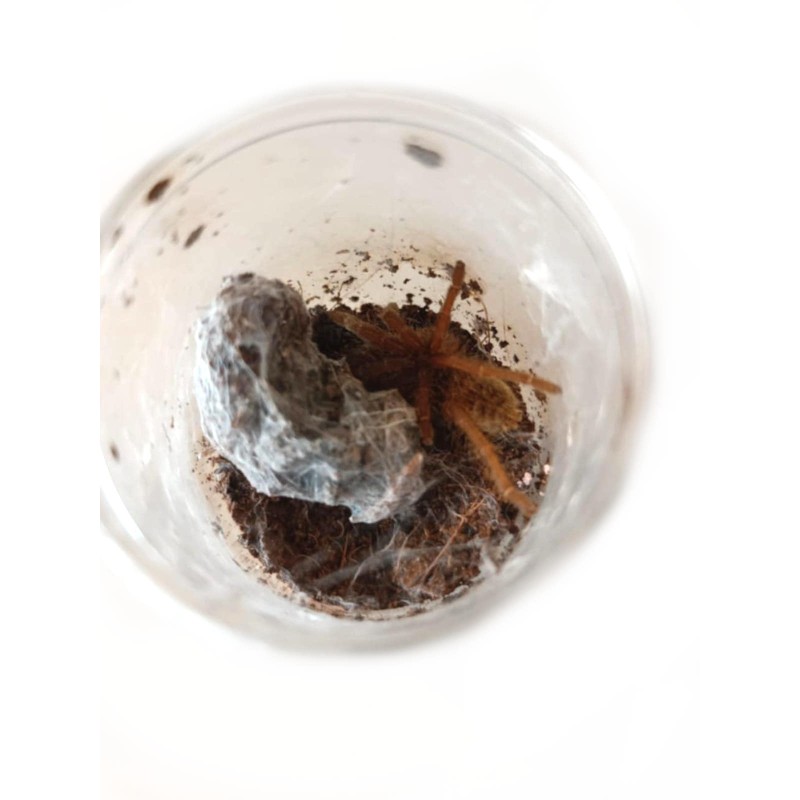 Pterinochilus lugardi L3 | Ptaszniki | Vantis Terra