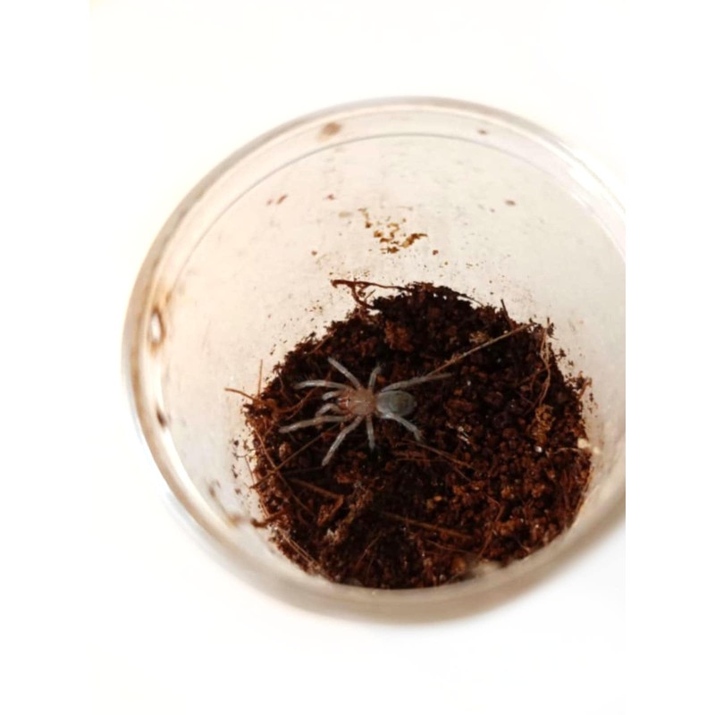 Thrixopelma pruriens L5 | Pajęczaki | Vantis Terra