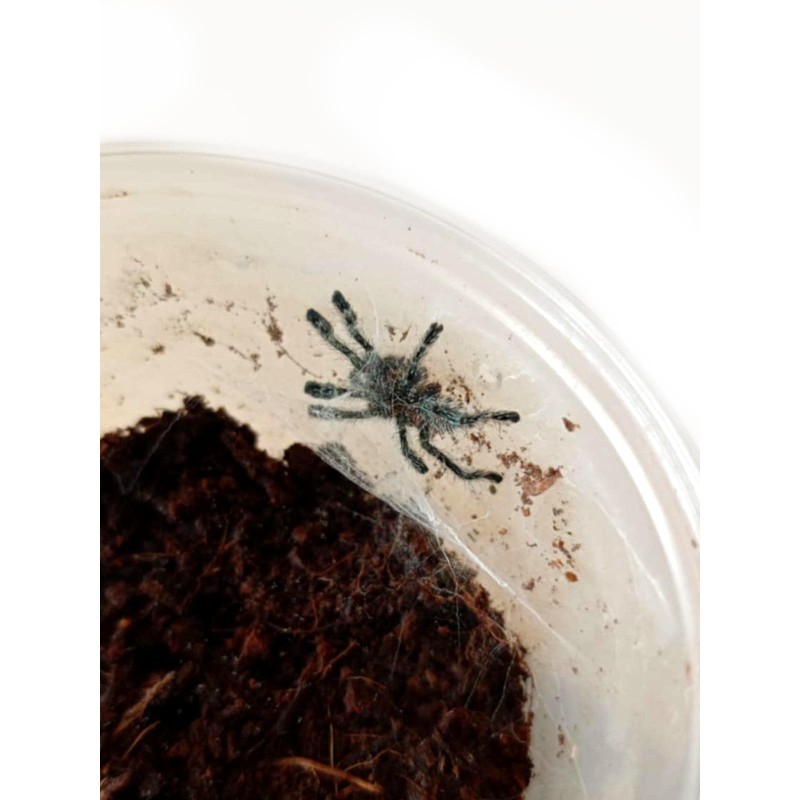 Ybyrapora diversipes L2 | Pajęczaki | Vantis Terra