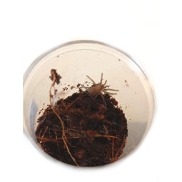 Chaetopelma olivaceum L2 | Ptaszniki | Vantis Terra