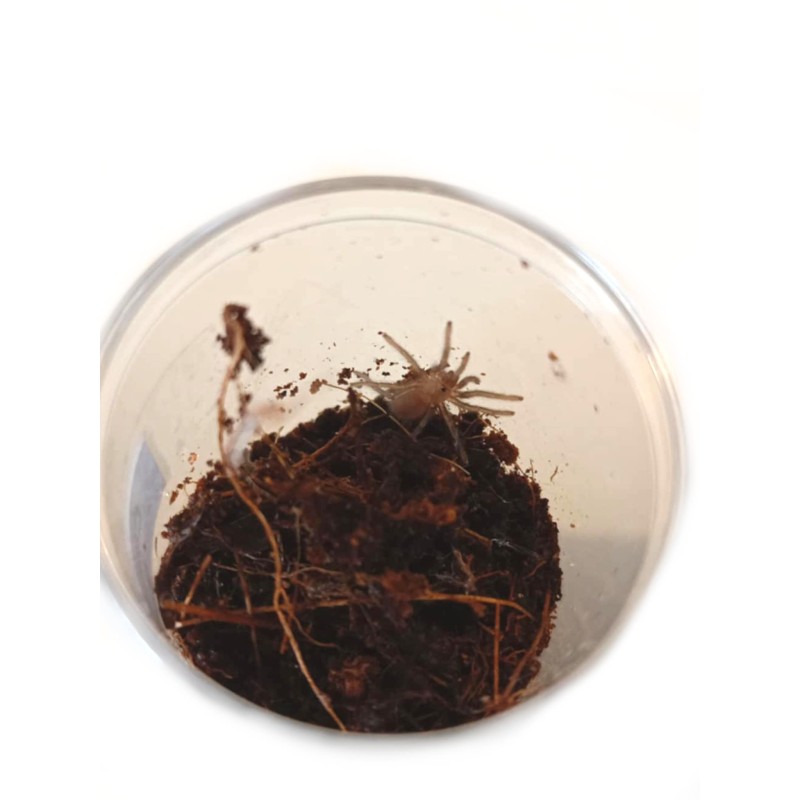 Chaetopelma olivaceum L2 | Ptaszniki | Vantis Terra Chaetopelma olivaceum L2 | Ptaszniki | Vantis Terra