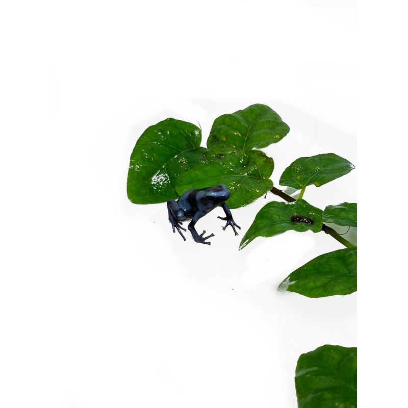 Drzewołaz złocisty (Dendrobates auratus) - Blue | Strona główna | Vantis Terra