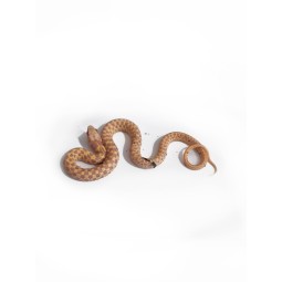Gady | Vantis Terra