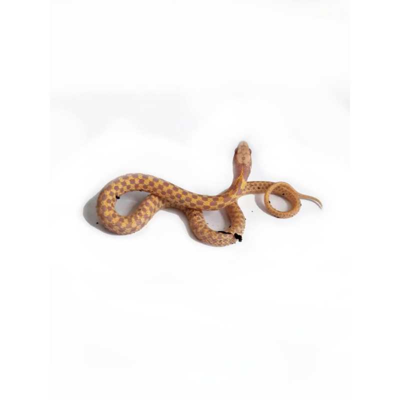 Wąż pończosznik (Thamnophis marcianus) CB - Albino | Węże | Vantis Terra Wąż pończosznik (Thamnophis marcianus) CB - Albino | Węże | Vantis Terra