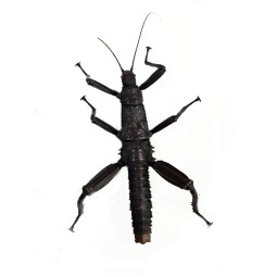 Straszyk nowogwinejski (Eurycantha calcarata) - młode | Pozostałe | Vantis Terra