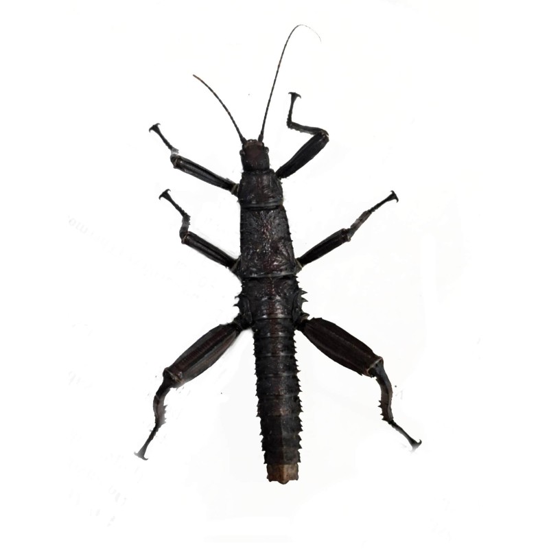 Straszyk nowogwinejski (Eurycantha calcarata) samica | Pozostałe | Vantis Terra Straszyk nowogwinejski (Eurycantha calcarata) samica | Pozostałe | Vantis Terra