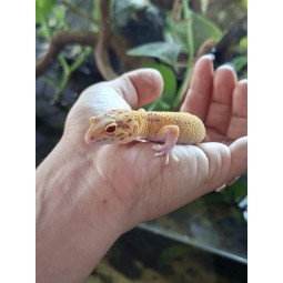 Eublefar lamparci / Gekon Lamparci (Eublepharis macularius) - Radar Stripe - Samica nr.3 | Jaszczurki | Vantis Terra