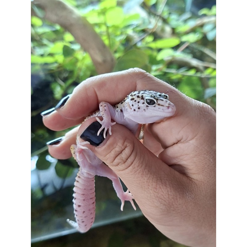 Eublefar lamparci / Gekon Lamparci (Eublepharis macularius) - Mack Snow het Eclipse het Tremper Albino 66% het Blizzard - samica | Jaszczurki | Vantis Terra