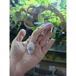 Eublefar lamparci / Gekon Lamparci (Eublepharis macularius) - Mack Snow Blizzard Eclipse het Temper Albino - samica nr.14 | Jaszczurki | Vantis Terra