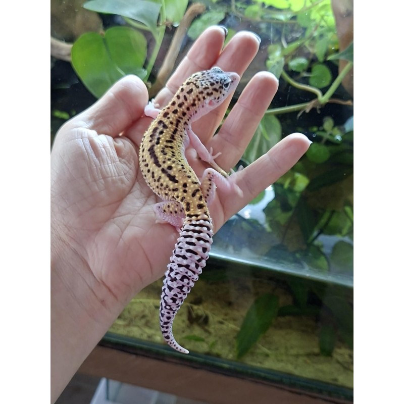 Eublefar lamparci / Gekon Lamparci (Eublepharis macularius) - Mack Snow Eclipse het Tremper Albino 66% het Blizzard - samica | Jaszczurki | Vantis Terra