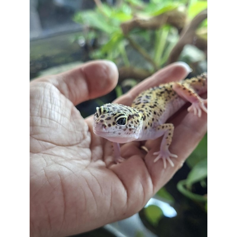 Eublefar lamparci / Gekon Lamparci (Eublepharis macularius) - Mack Snow het Eclipse het Tremper Albino 66% het Blizzard - samica | Jaszczurki | Vantis Terra Eublefar lamparci / Gekon Lamparci (Eublepharis macularius) - Mack Snow het Eclipse het Tremper Albino 66% het Blizzard - samica | Jaszczurki | Vantis Terra