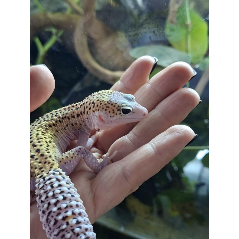 Eublefar lamparci / Gekon Lamparci (Eublepharis macularius) - Mack Snow Eclipse het Tremper Albino 66% het Blizzard - samica | Jaszczurki | Vantis Terra