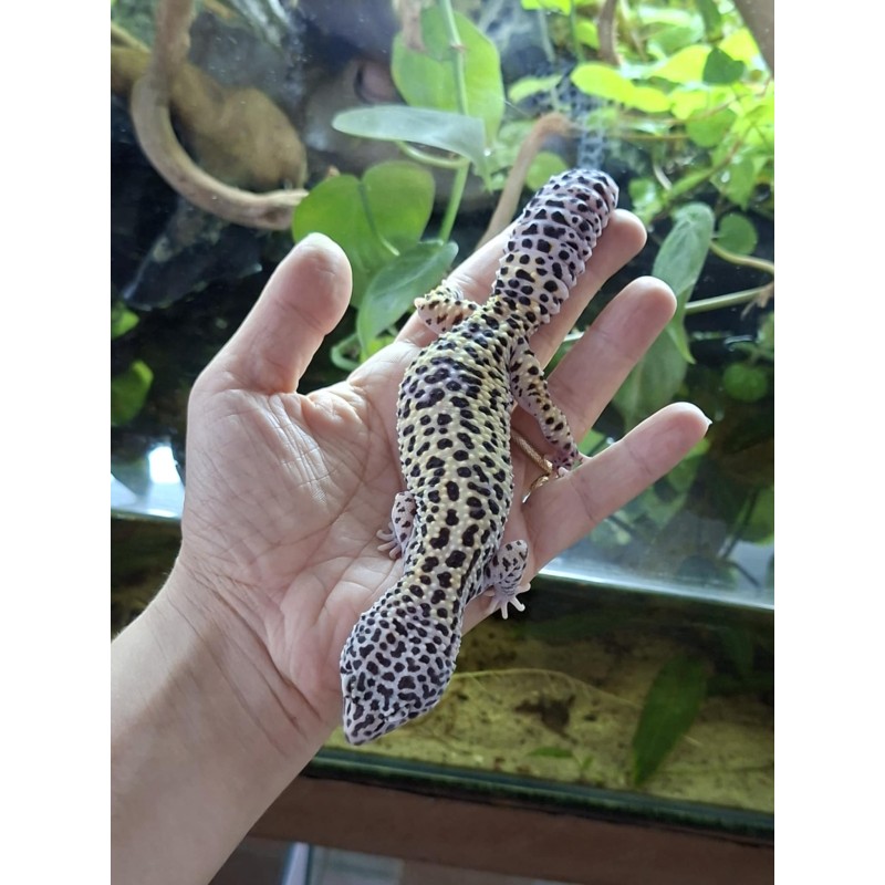 Eublefar lamparci / Gekon Lamparci (Eublepharis macularius) - MS Eclipse het Tremper Albino 66% het Blizzard - samica | Jaszczurki | Vantis Terra Eublefar lamparci / Gekon Lamparci (Eublepharis macularius) - MS Eclipse het Tremper Albino 66% het Blizzard - samica | Jaszczurki | Vantis Terra