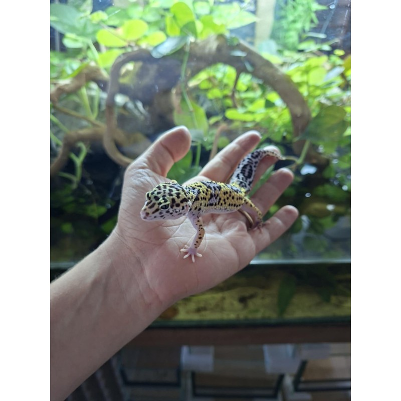 Eublefar lamparci / Gekon Lamparci (Eublepharis macularius) - MS het Eclipse het Tremper Albino 66% het Blizz. - samica | Jaszczurki | Vantis Terra Eublefar lamparci / Gekon Lamparci (Eublepharis macularius) - MS het Eclipse het Tremper Albino 66% het Blizz. - samica | Jaszczurki | Vantis Terra