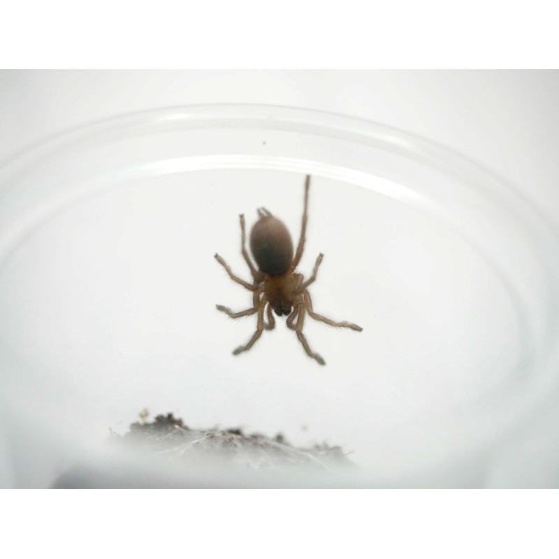 Monocentropus balfouri 4DC - samica | Ptaszniki | Vantis Terra Monocentropus balfouri 4DC - samica | Ptaszniki | Vantis Terra