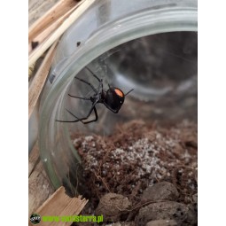 Latrodectus menavodi L2