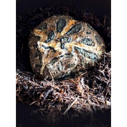 Żaba rogata (Ceratophrys...