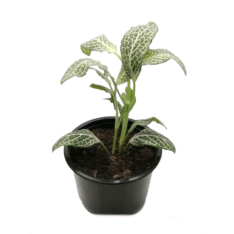 Fitonia (Fittonia sp.) - różne odmiany | Żywe | Vantis Terra Fitonia (Fittonia sp.) - różne odmiany | Żywe | Vantis Terra