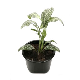 Fitonia  (Fittonia sp.) -...