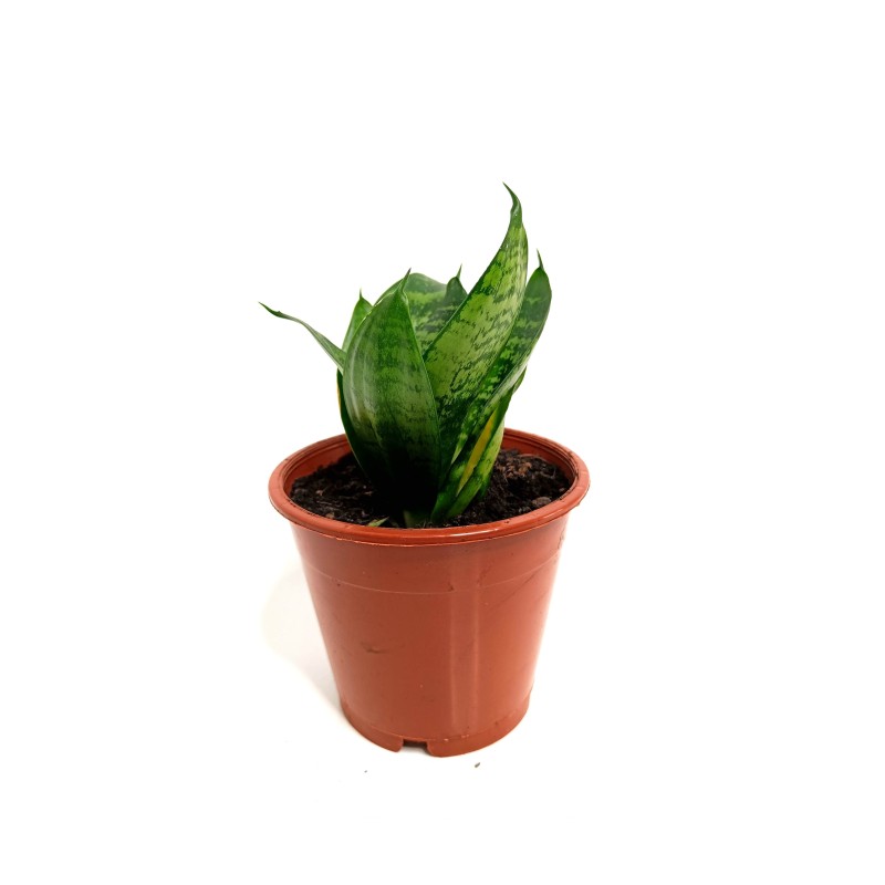 Sansewieria gwinejska green hahnii (Sansevieria trifasciata) | Strona główna | Vantis Terra Sansewieria gwinejska green hahnii (Sansevieria trifasciata) | Strona główna | Vantis Terra