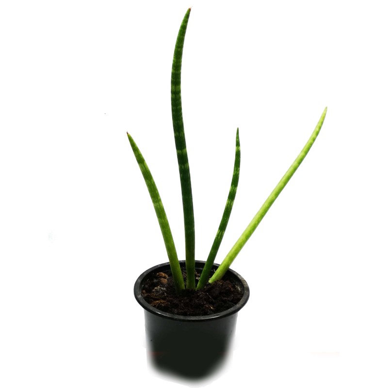 Wężownica cylindryczna (Sansevieria cylindrica) | Żywe | Vantis Terra Wężownica cylindryczna (Sansevieria cylindrica) | Żywe | Vantis Terra