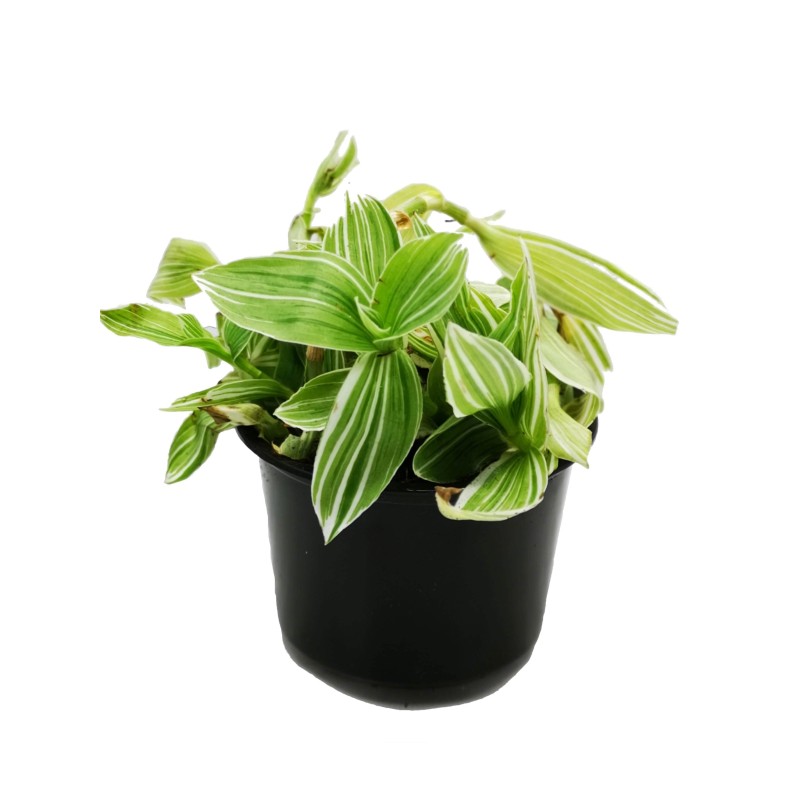 Trzykrotka białokwiatowa (Tradescantia albiflora) | Żywe | Vantis Terra